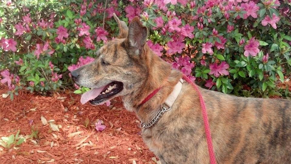 About Us Sun Kiva Kennels Inc Gainesville, FL Pet Sitter